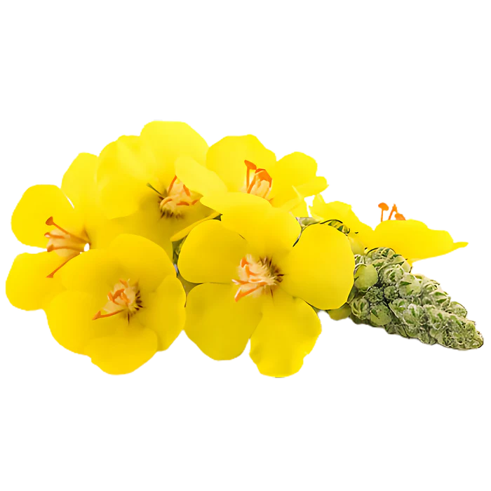 HerbaPure | Quit smoking and quickly cleanse your lungs of damage